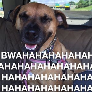 🐍🐍🐍Snake oil 🐍🐍🐍